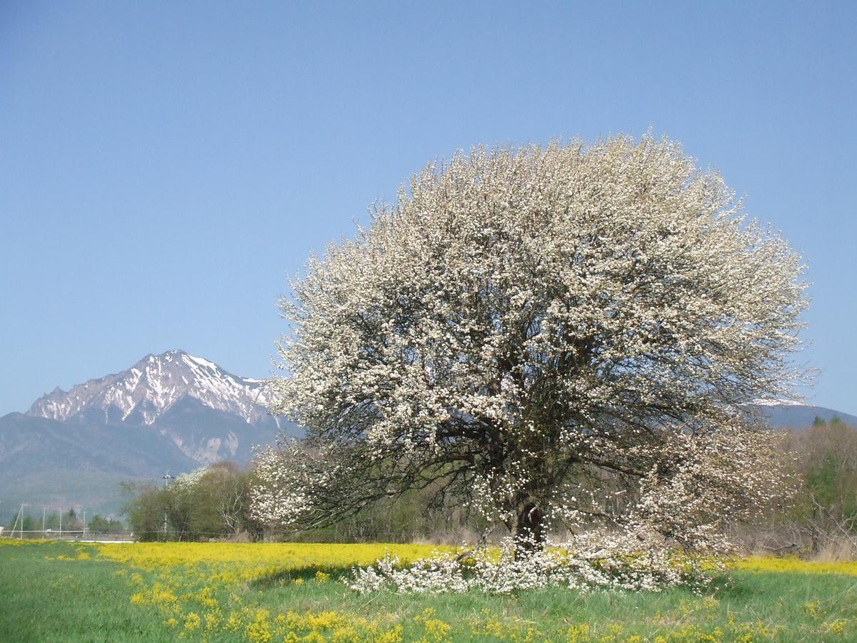 Yatsugatake Kogen Lodge Minamimaki Kültér fotó